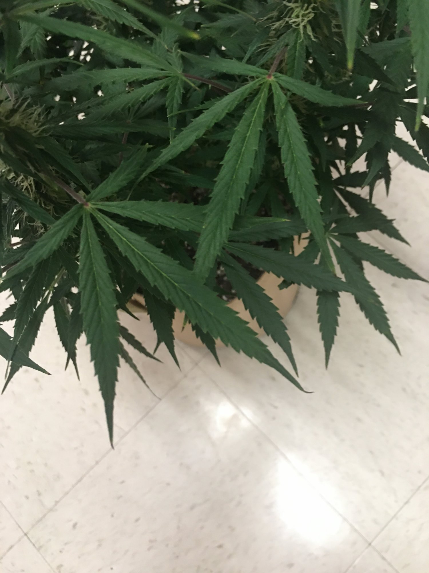 Yellow brown leaf tips brown spots 4