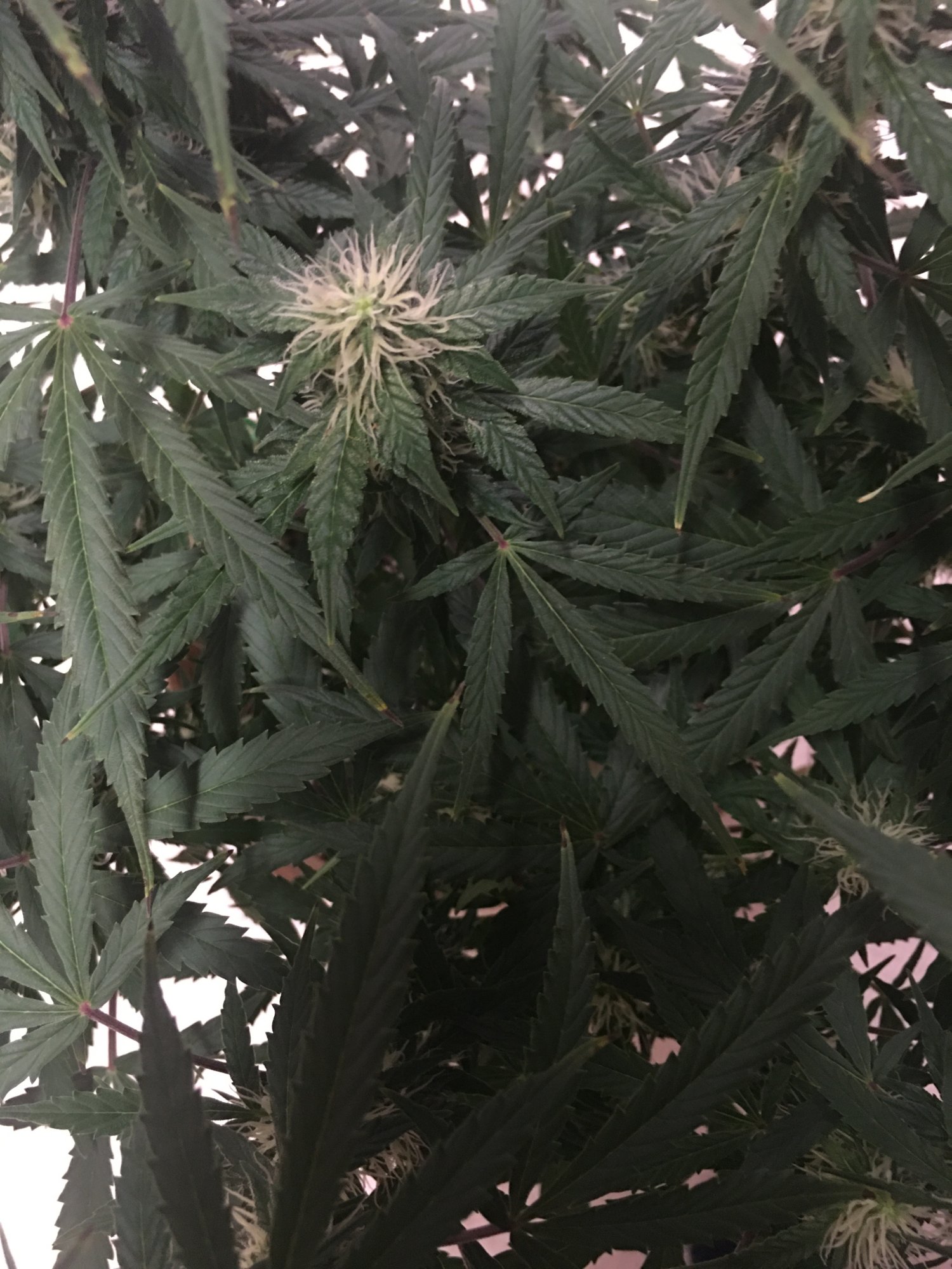 Yellow brown leaf tips brown spots 5