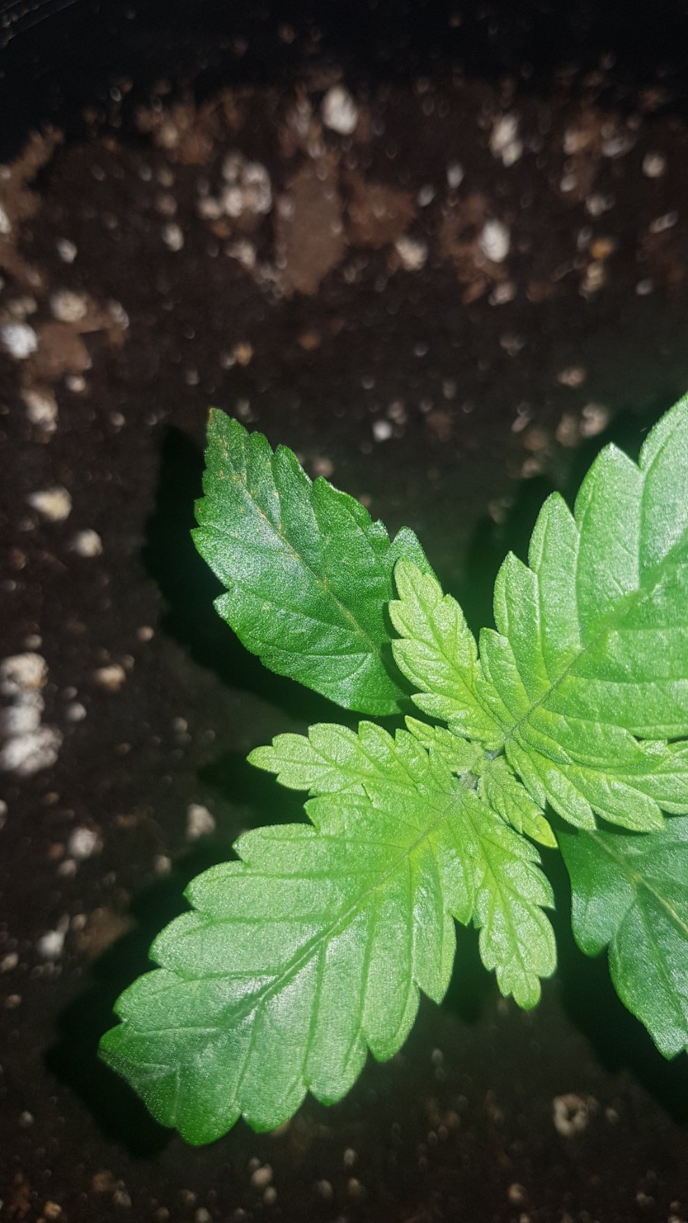 Yellow brown spots  on edges of seedling leaves 2