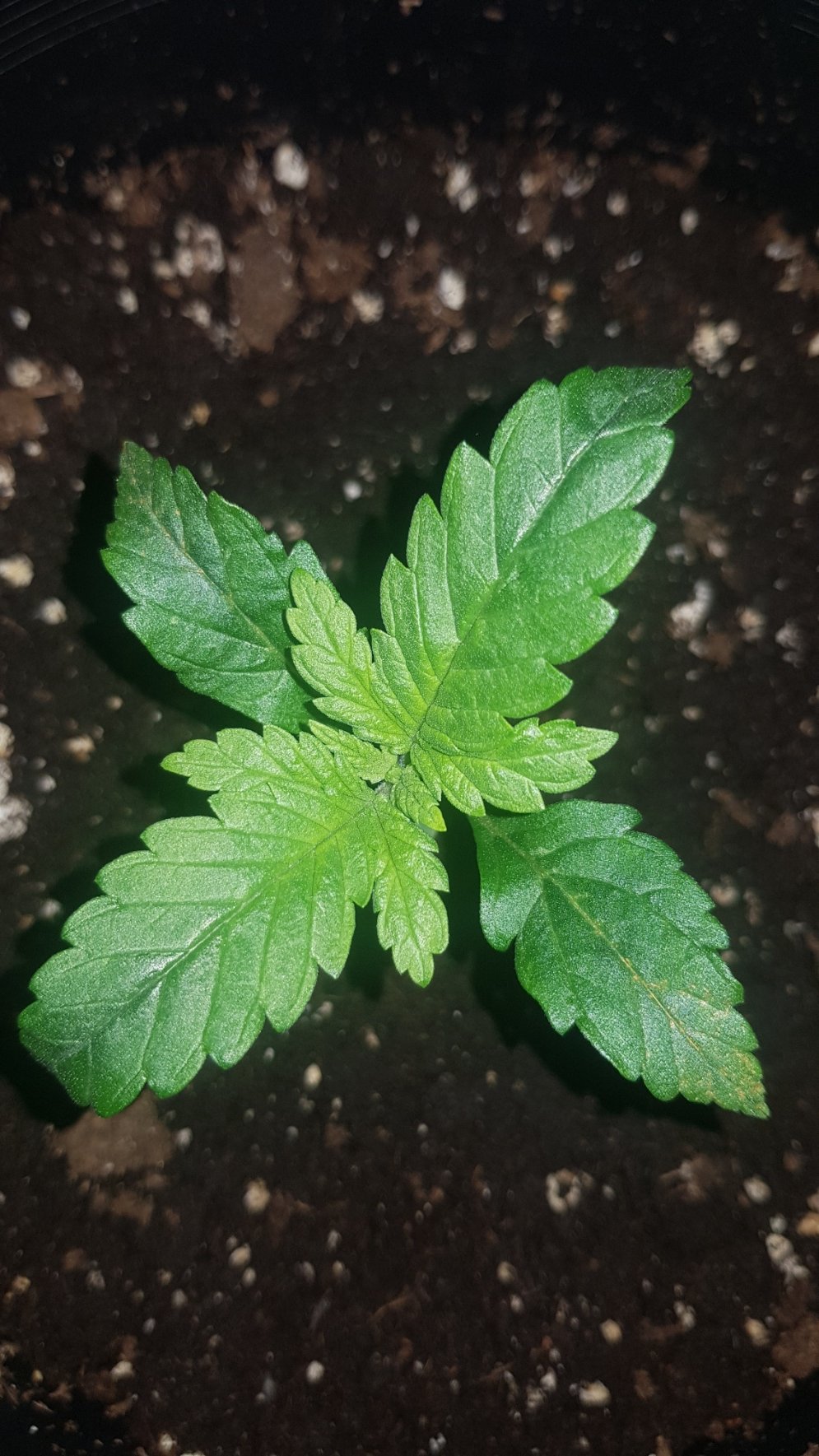 Yellow brown spots  on edges of seedling leaves 3