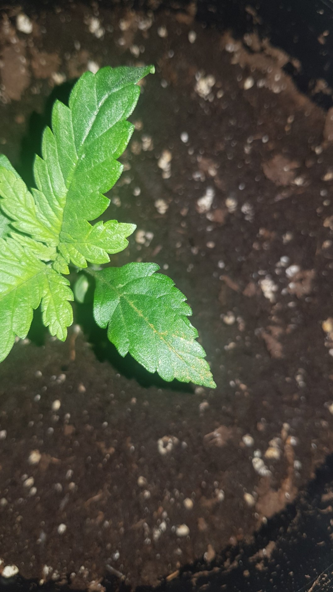 Yellow brown spots  on edges of seedling leaves