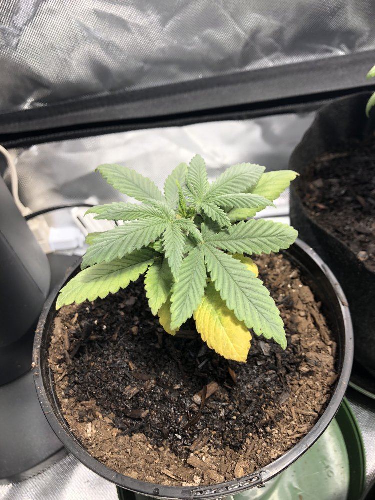 Yellow  first nutes 6