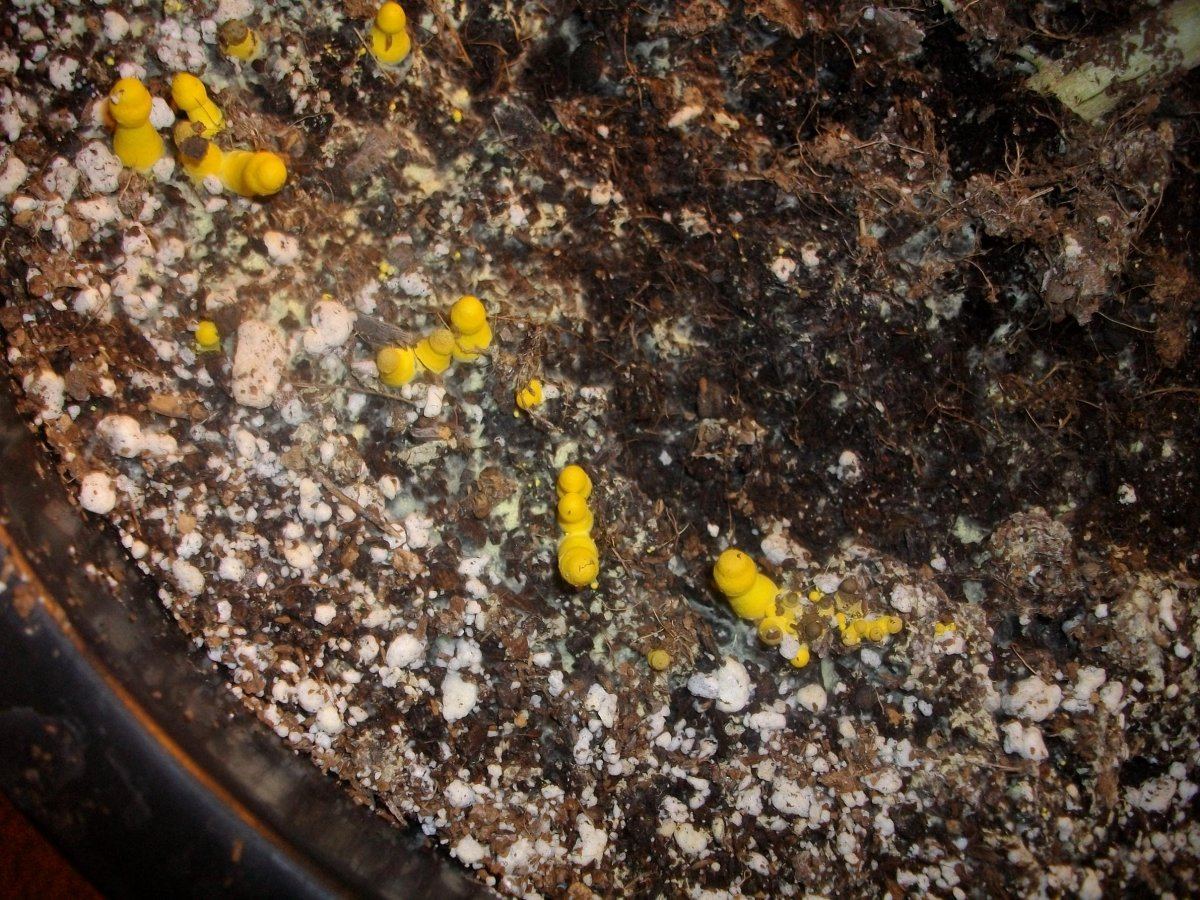 Yellow growing mold what and why 2