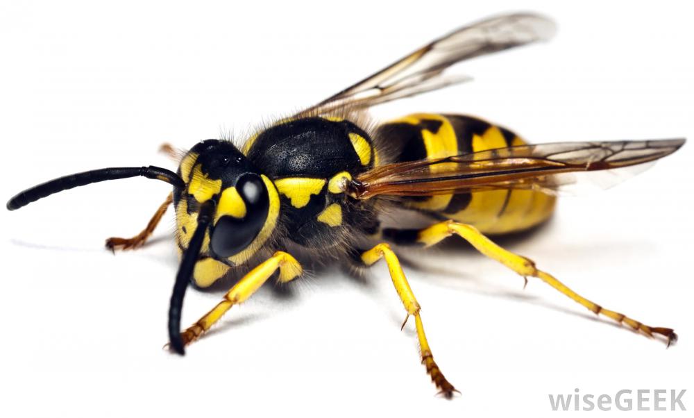 Yellow jacket