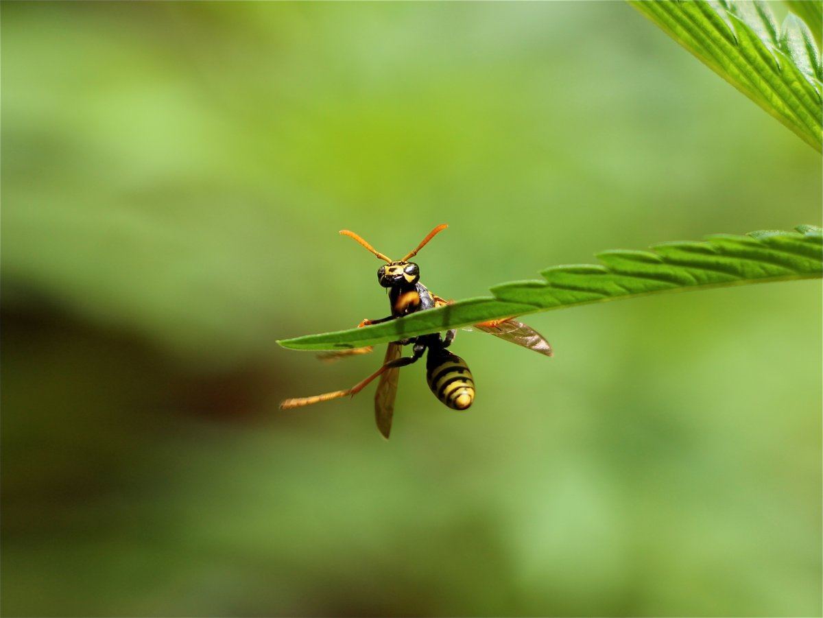 Yellow Jacket on Cannabis Leaf