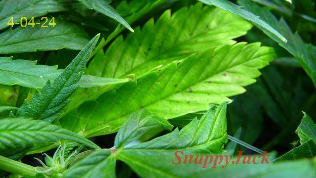 Yellow leaf 2