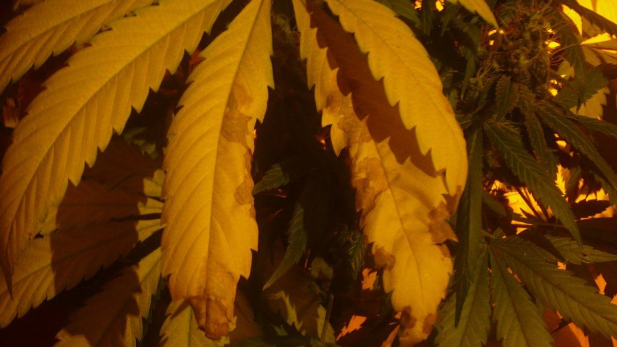 Yellow leave and necrosis 2