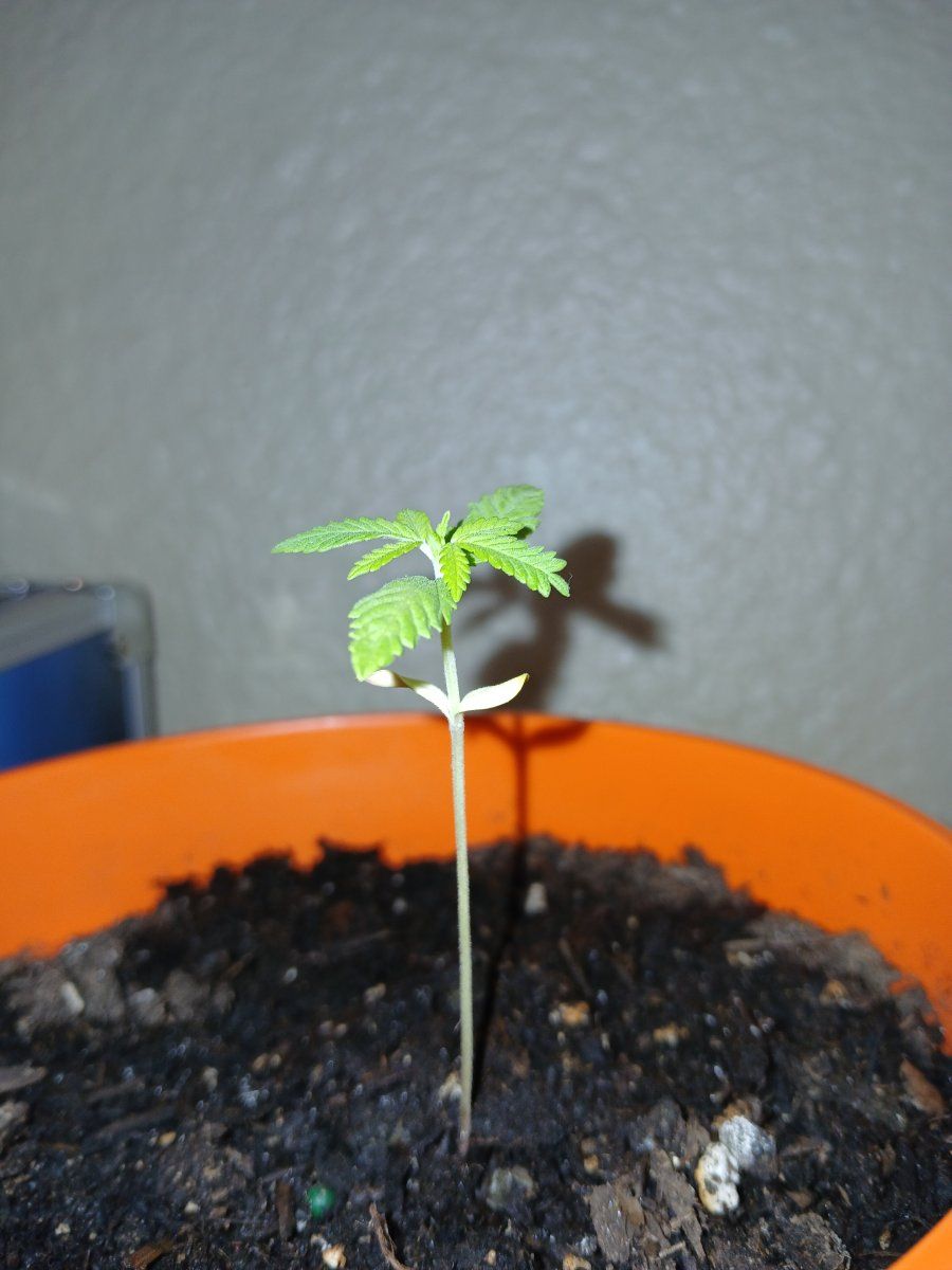 Yellow leaves after transfer 4