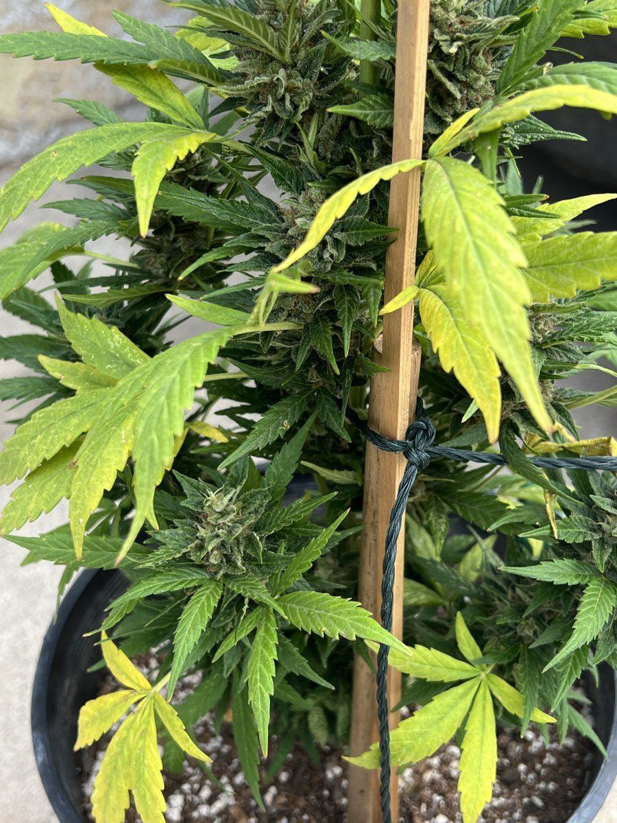 Yellow leaves during flowering  is normal