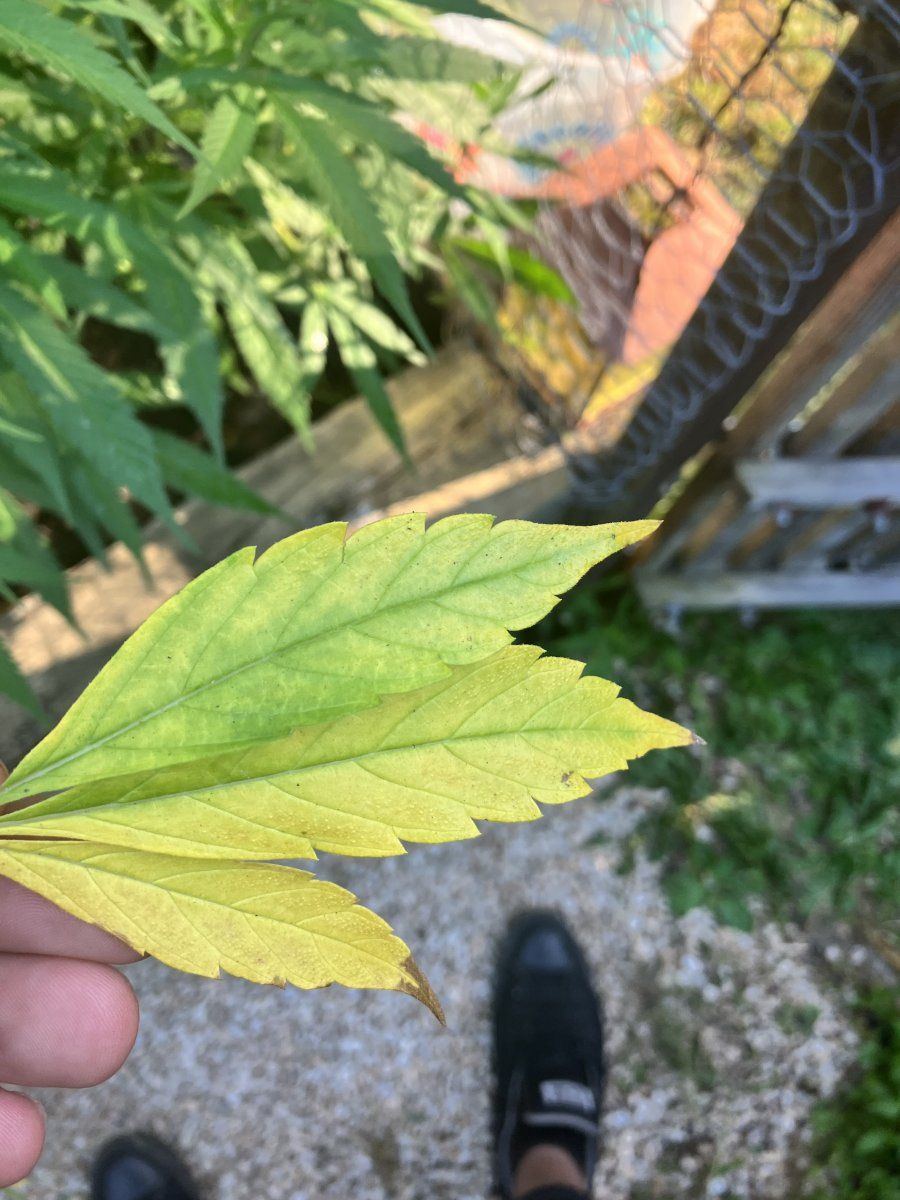 Yellow leaves i need help 4