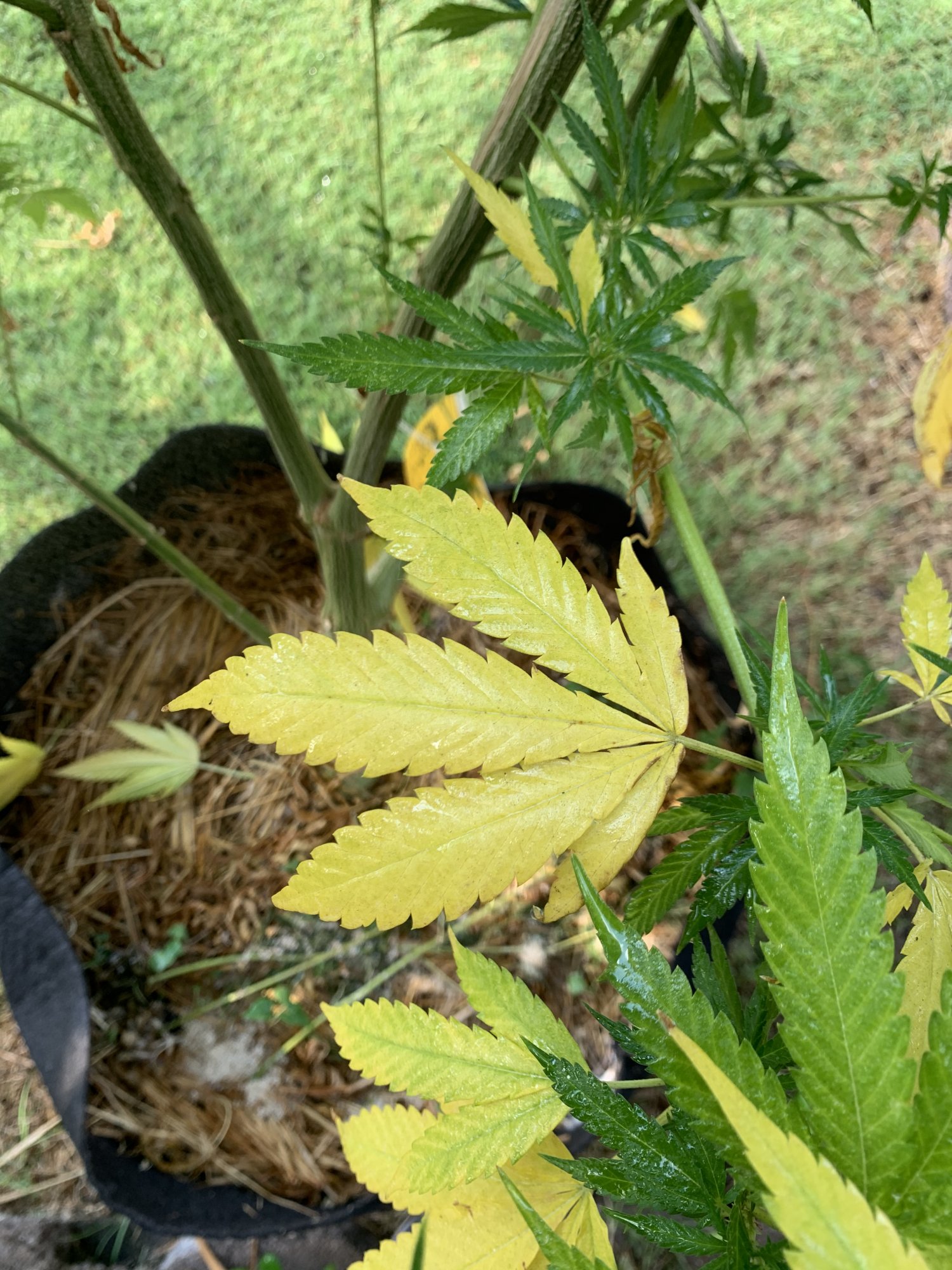 Yellow leaves in living soil grow 6