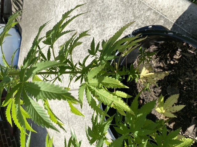 Yellow leaves on lower of plant 2