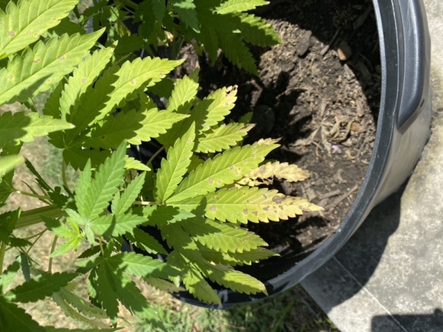 Yellow leaves on lower of plant 3