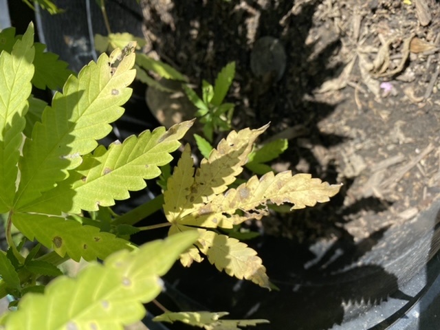 Yellow leaves on lower of plant
