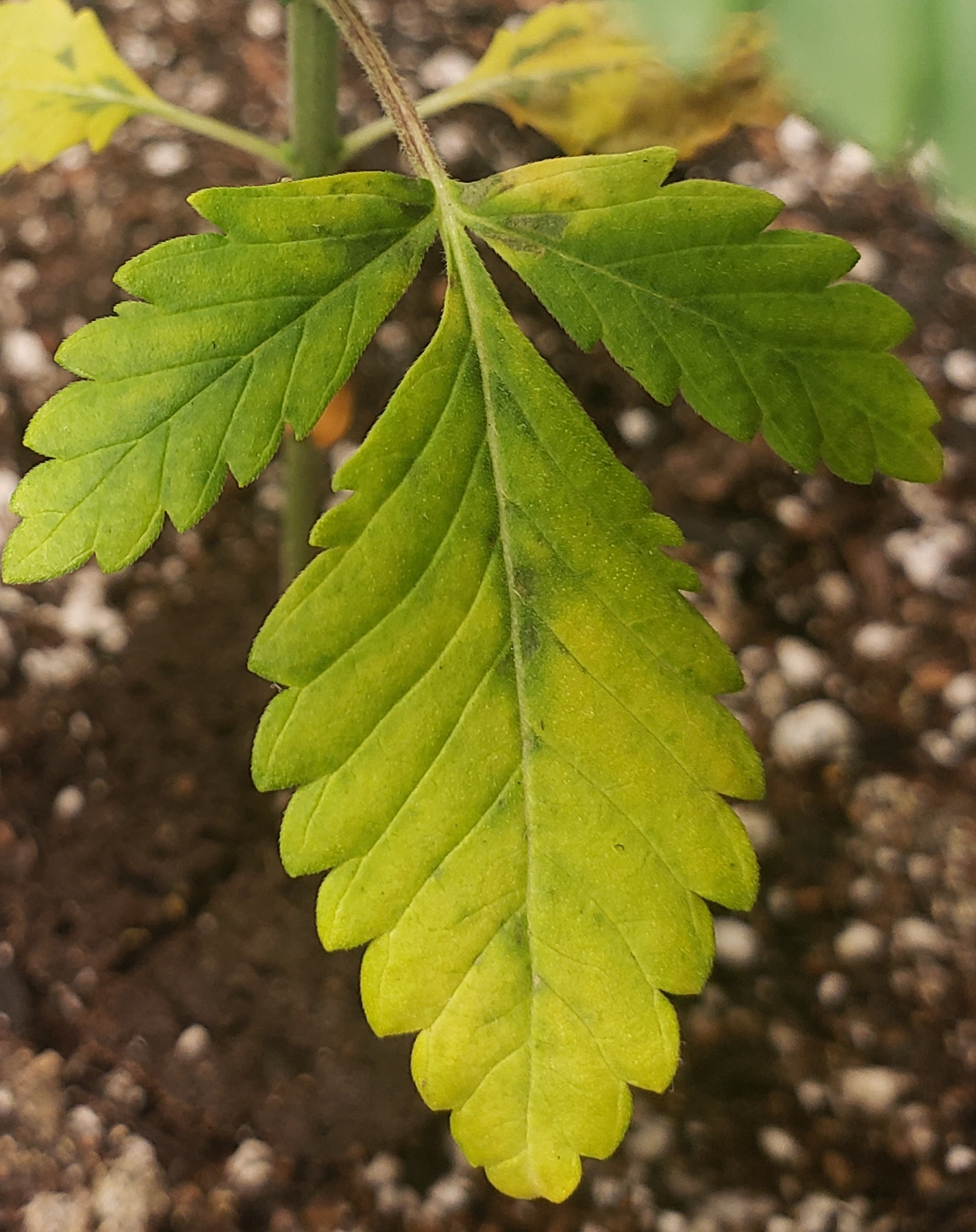 Yellow leaves on young plant 2