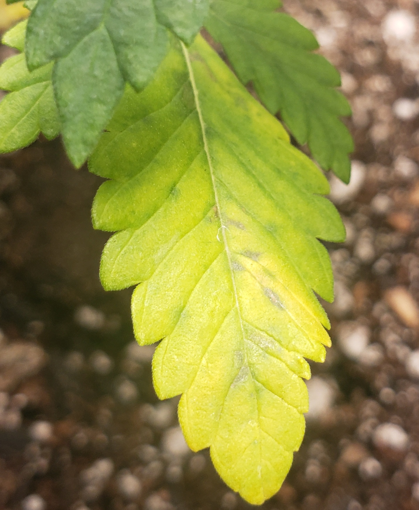 Yellow leaves on young plant