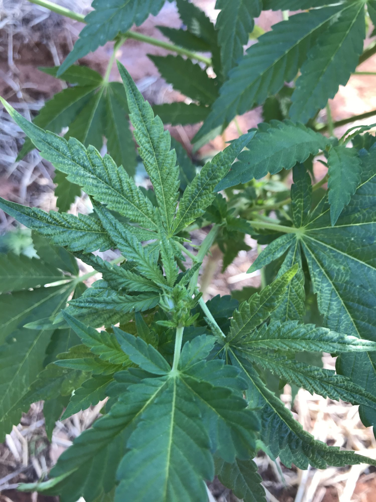 Yellow lines showing up on leaves