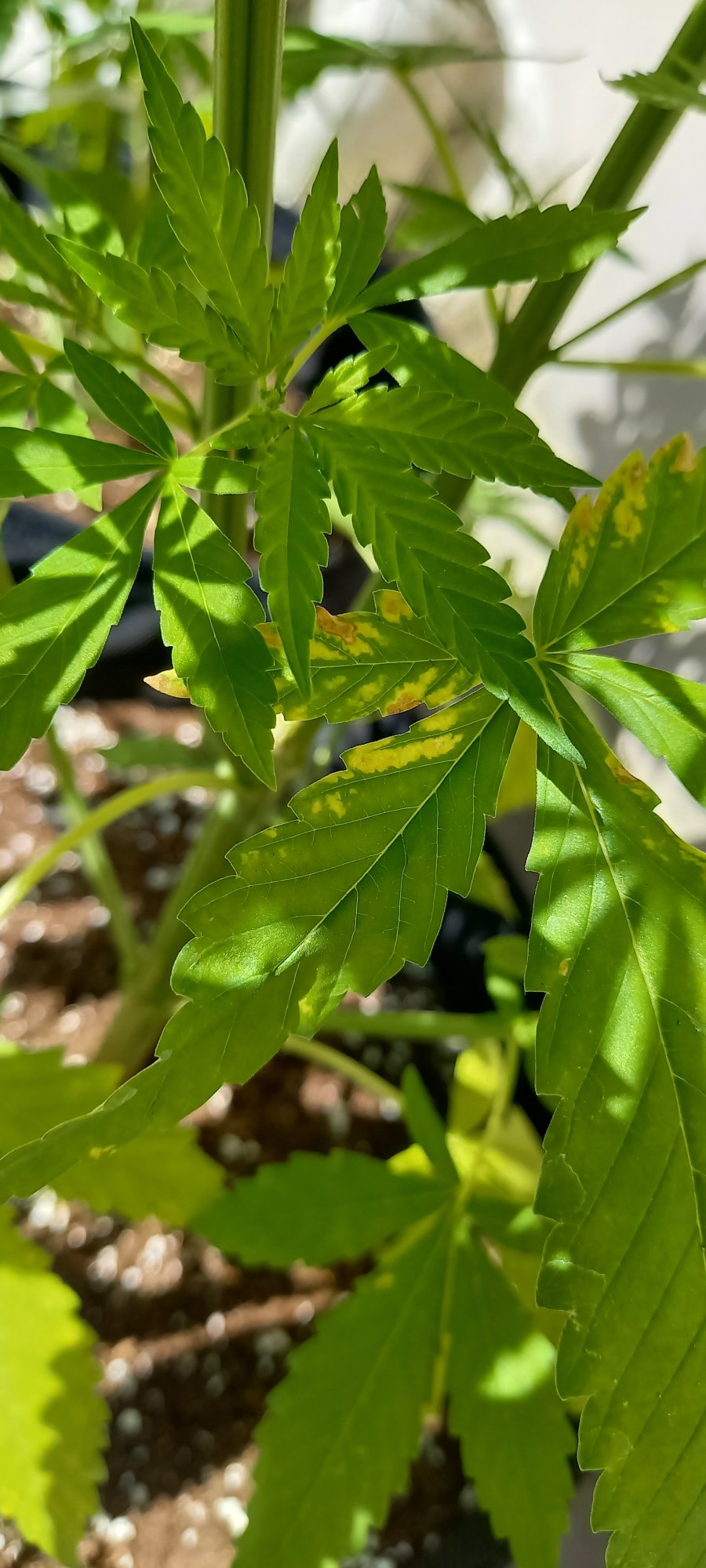 Yellow spots on leaves deficiency pests 2