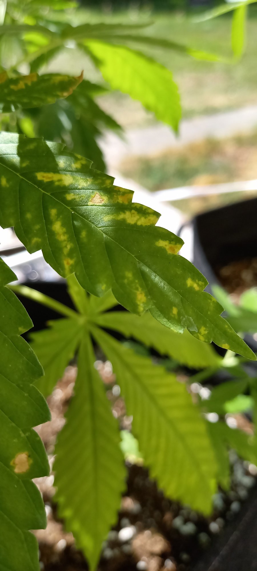Yellow spots on leaves deficiency pests