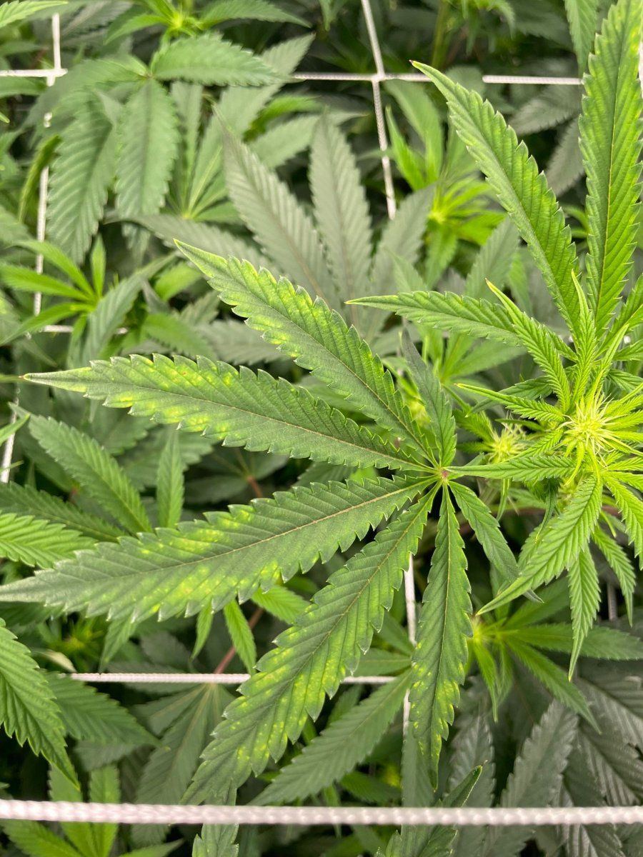 Yellow spots on the top leaves - THCFarmer