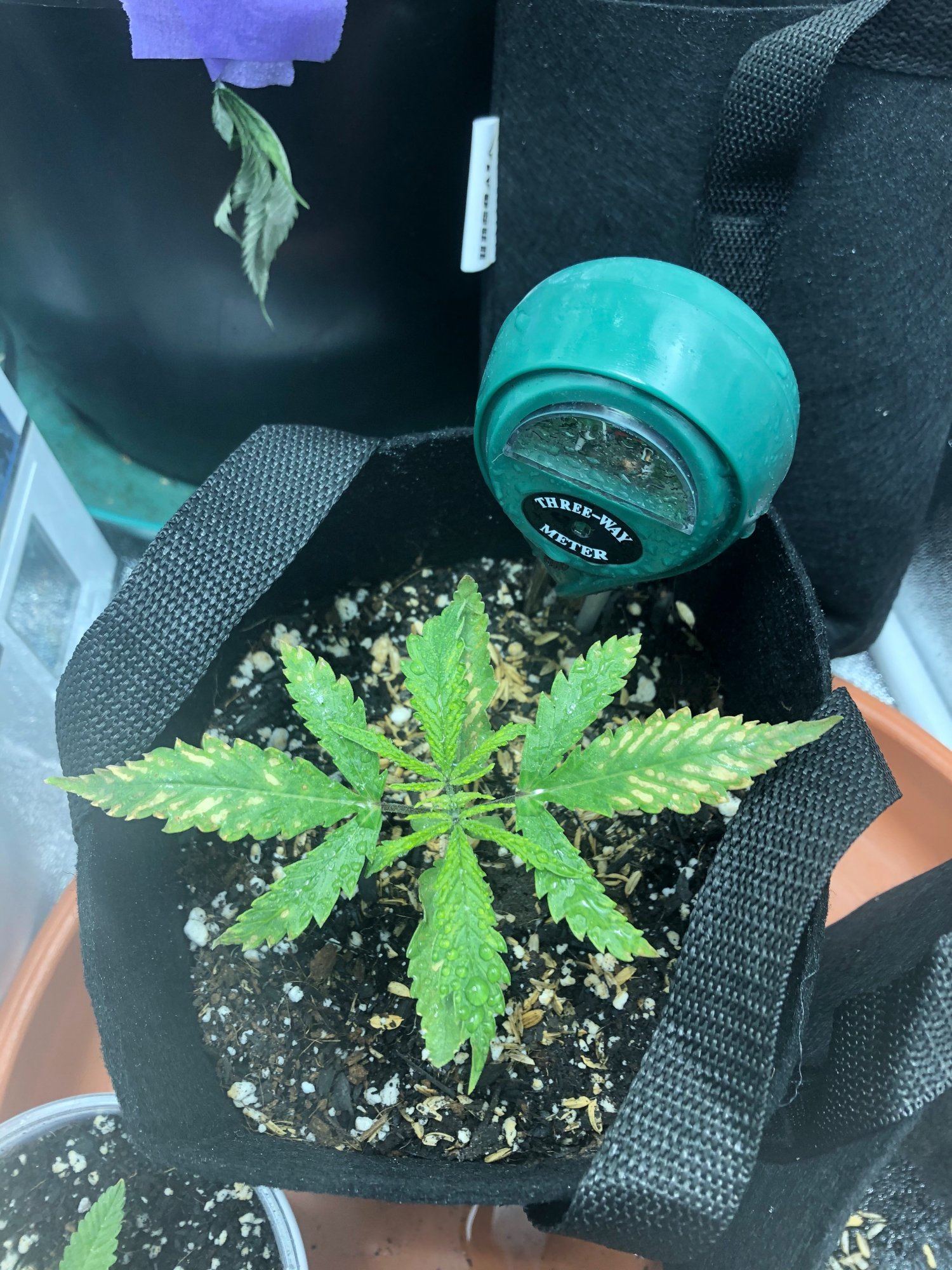 Yellow spots on young plant 2