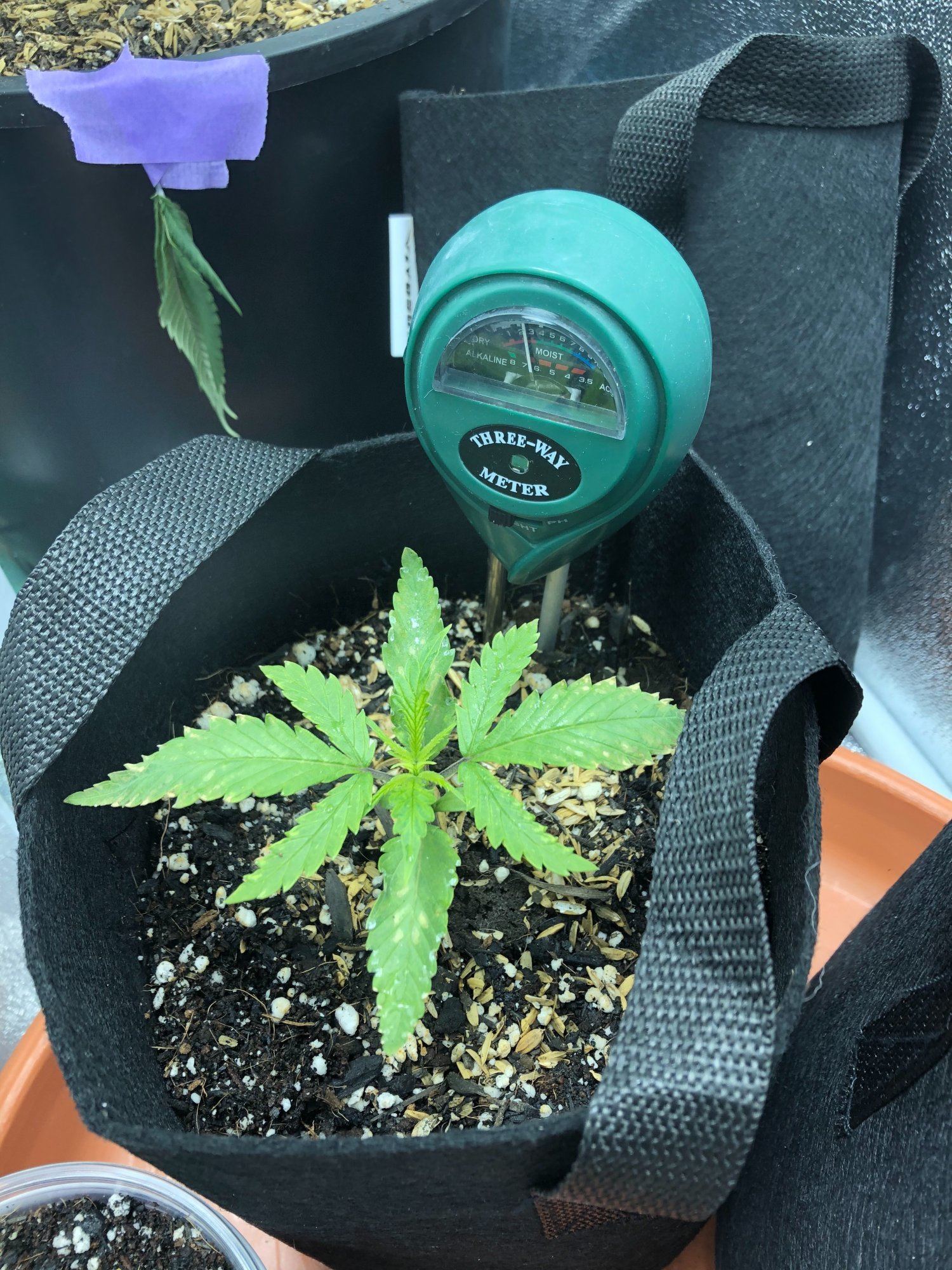 Yellow spots on young plant 3