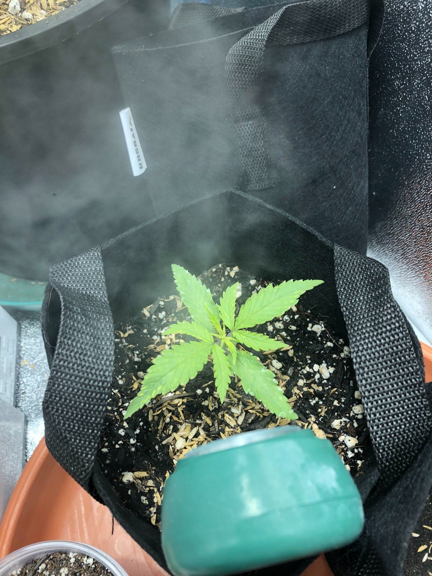Yellow spots on young plant 4