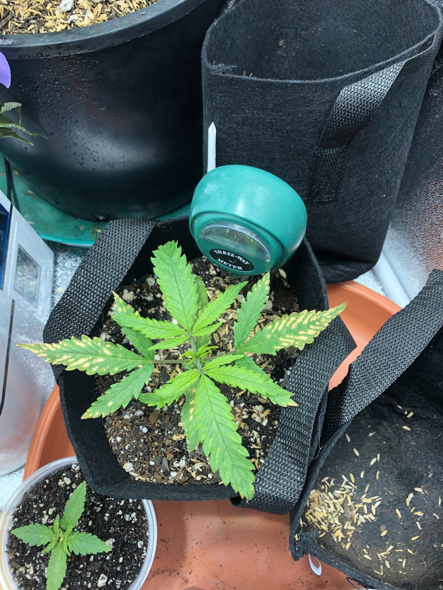 Yellow spots on young plant