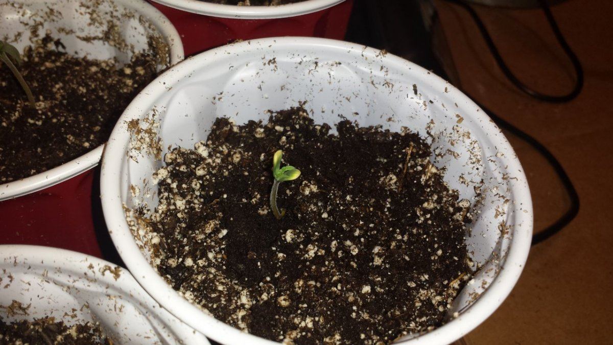 Yellow tips on seedlings 3
