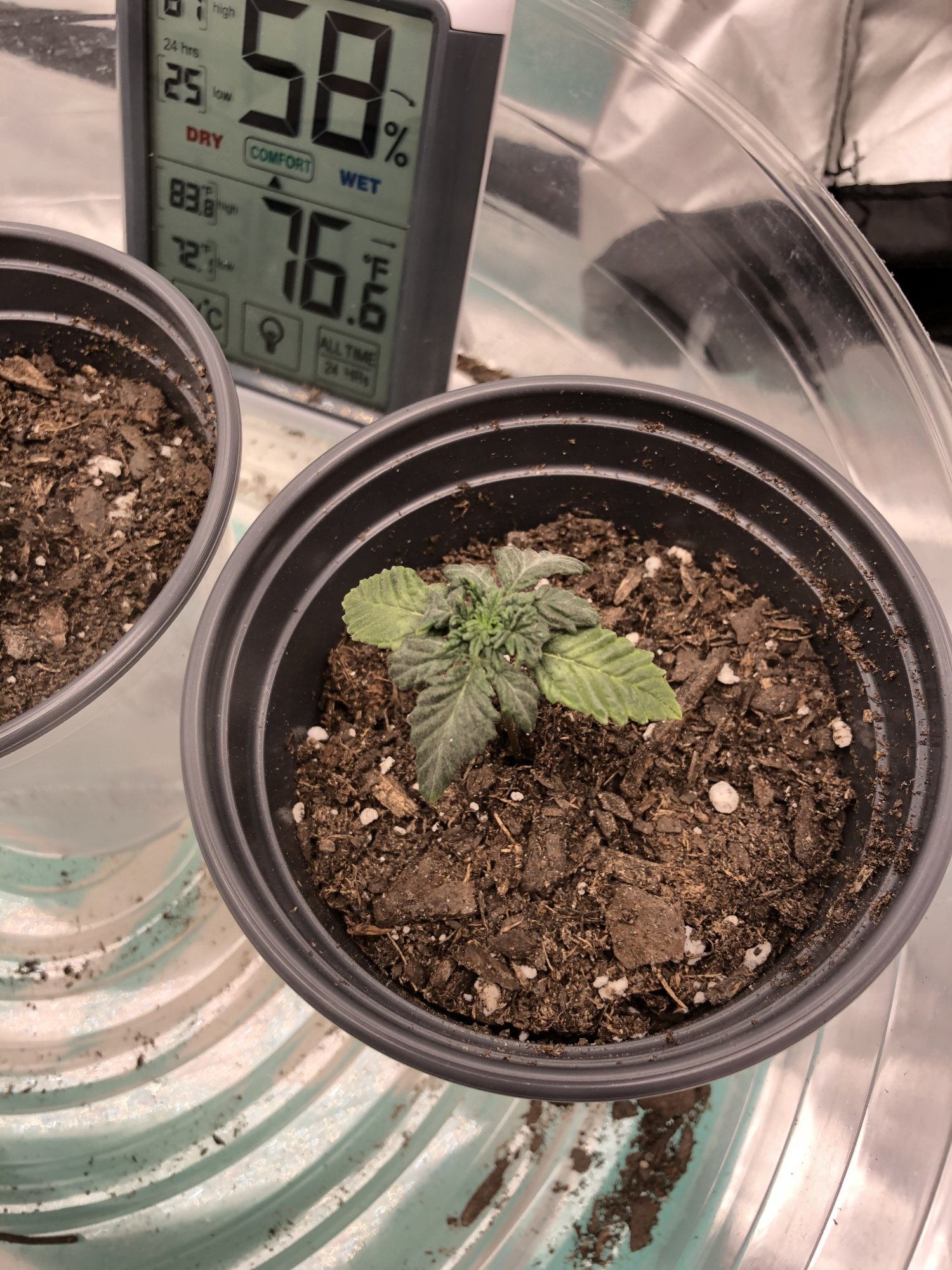 Yellow tips very slow growth 3