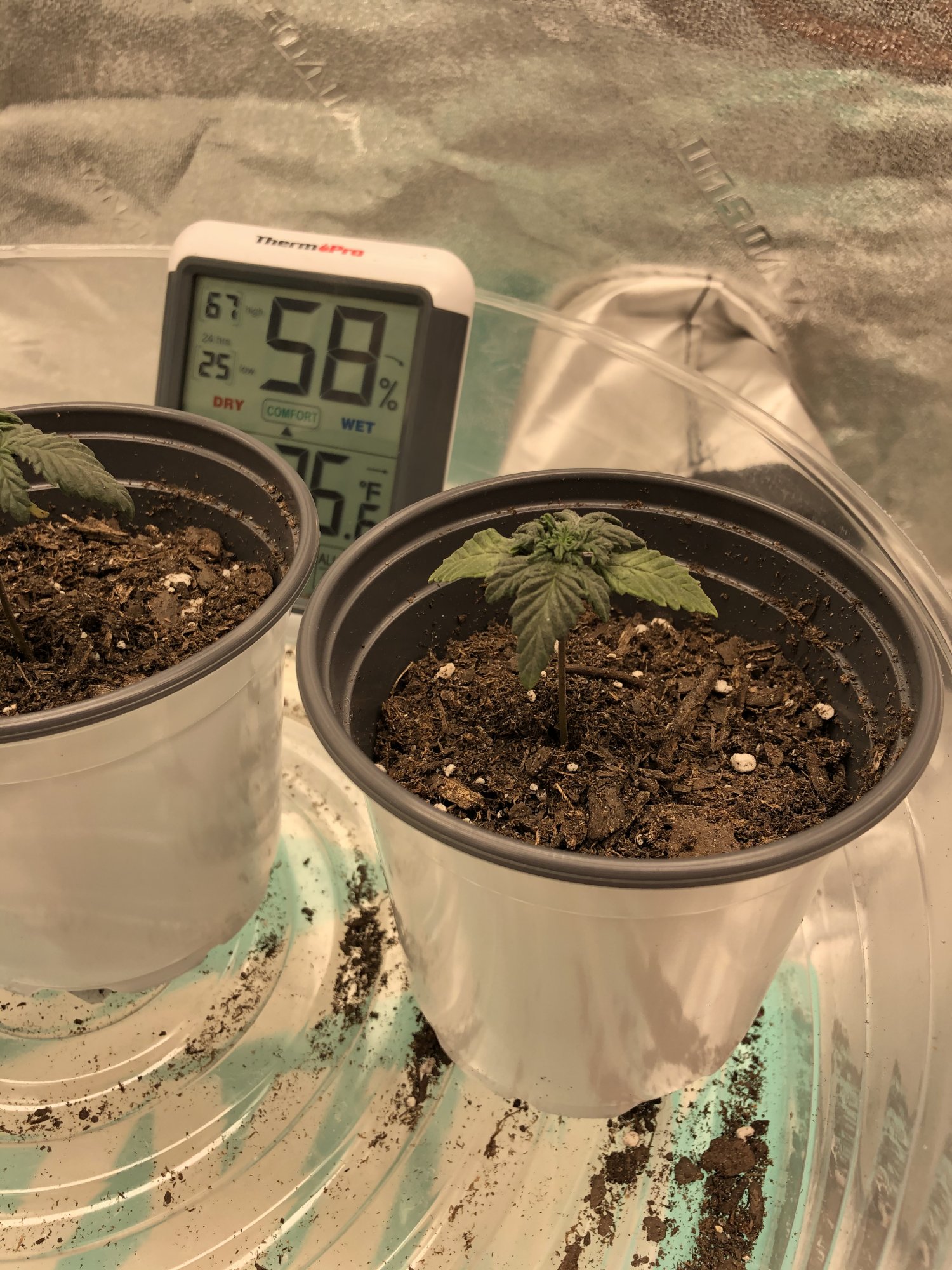 Yellow tips very slow growth 4