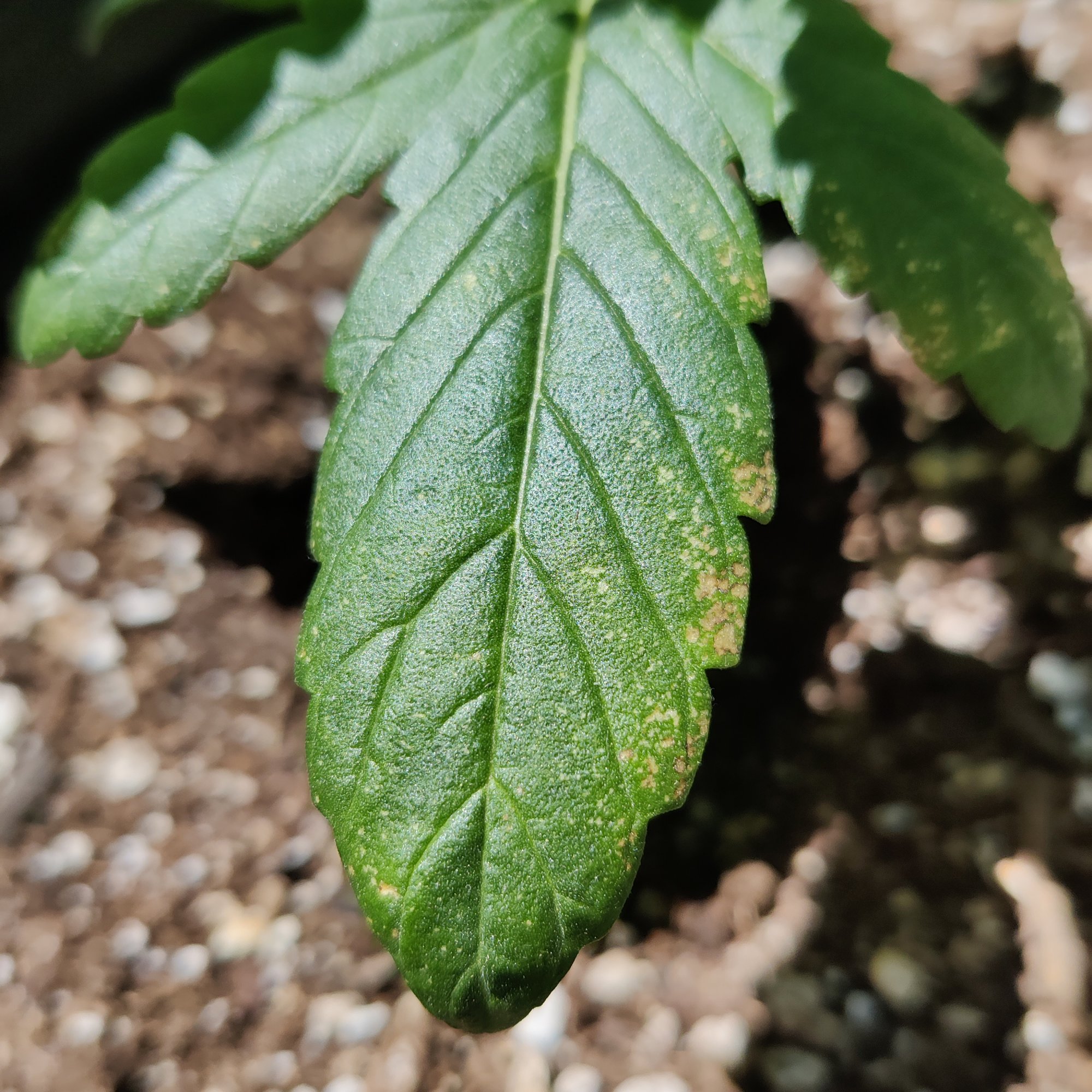 Yellowbrownish spots on leaves 3