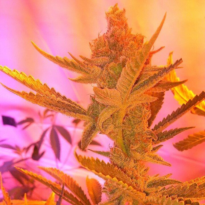 Yellowflowers