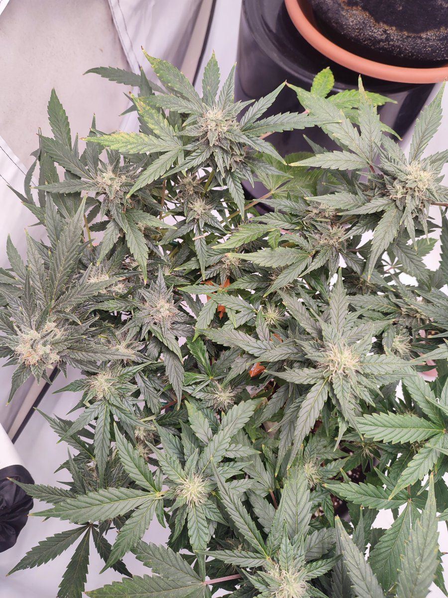 Yellowing and necrosis on leaves mid flower 2