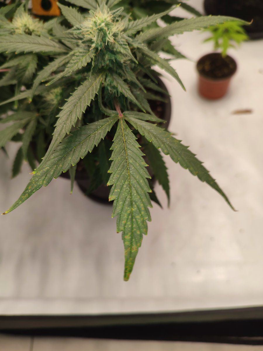 Yellowing and necrosis on leaves mid flower 3