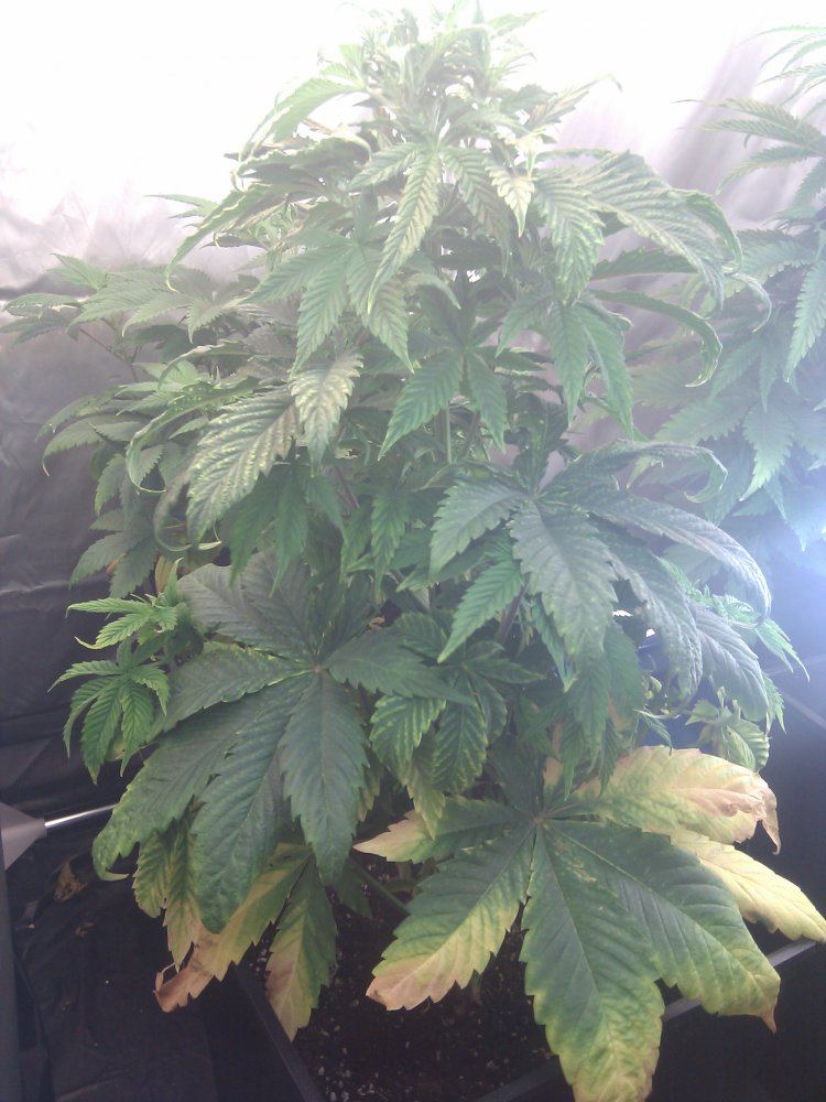 Yellowing bottom leaves  need a doc please help 2