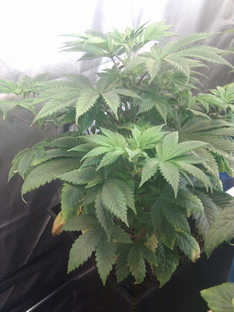 Yellowing bottom leaves  need a doc please help 3