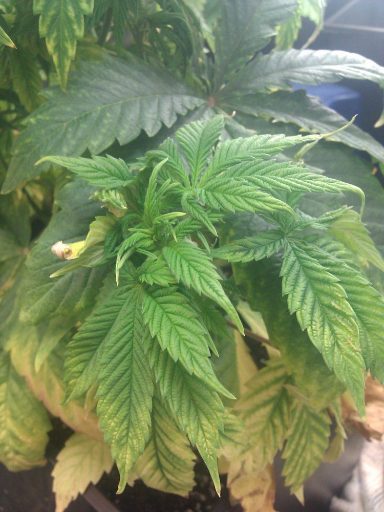 Yellowing bottom leaves  need a doc please help 4