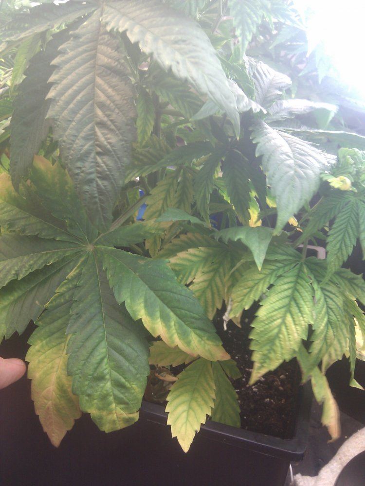 Yellowing bottom leaves  need a doc please help