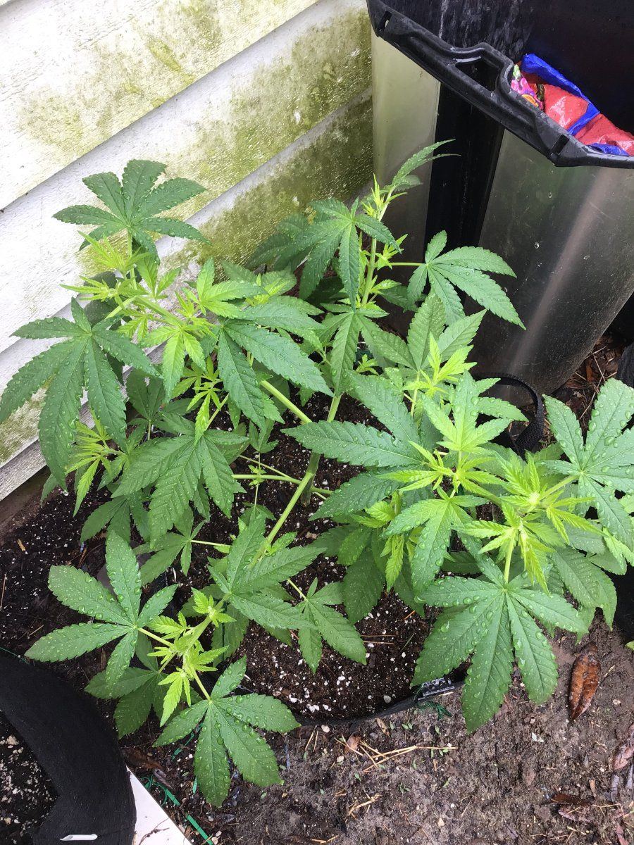 Yellowing bud sites not lower leaves still low n 4