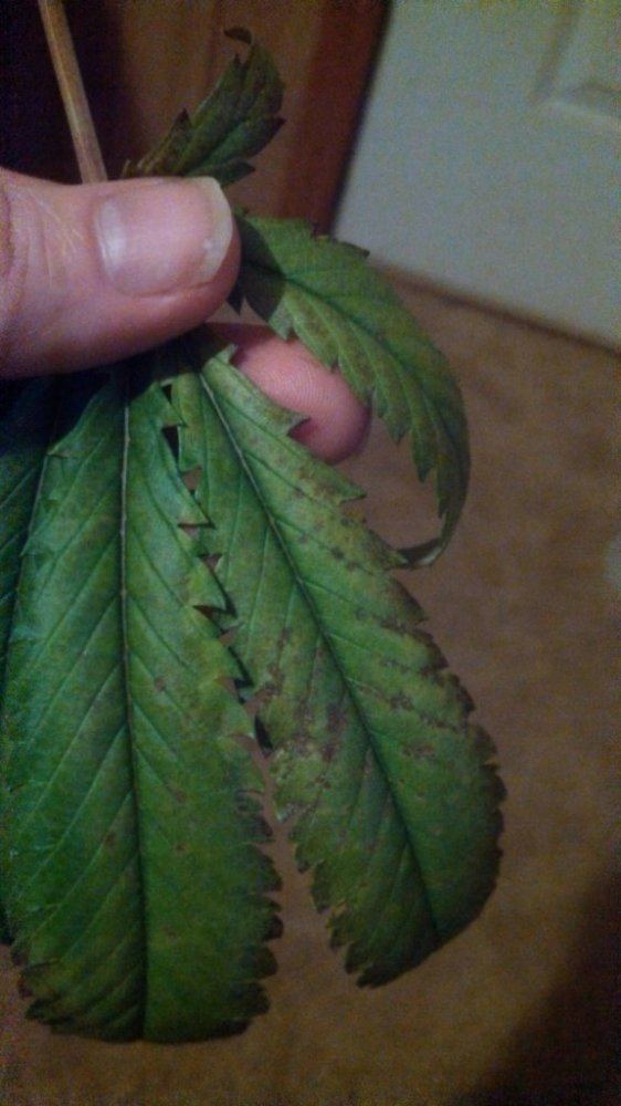 Yellowing curling leaves and brown spots pics 2