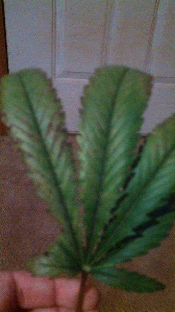 Yellowing curling leaves and brown spots pics