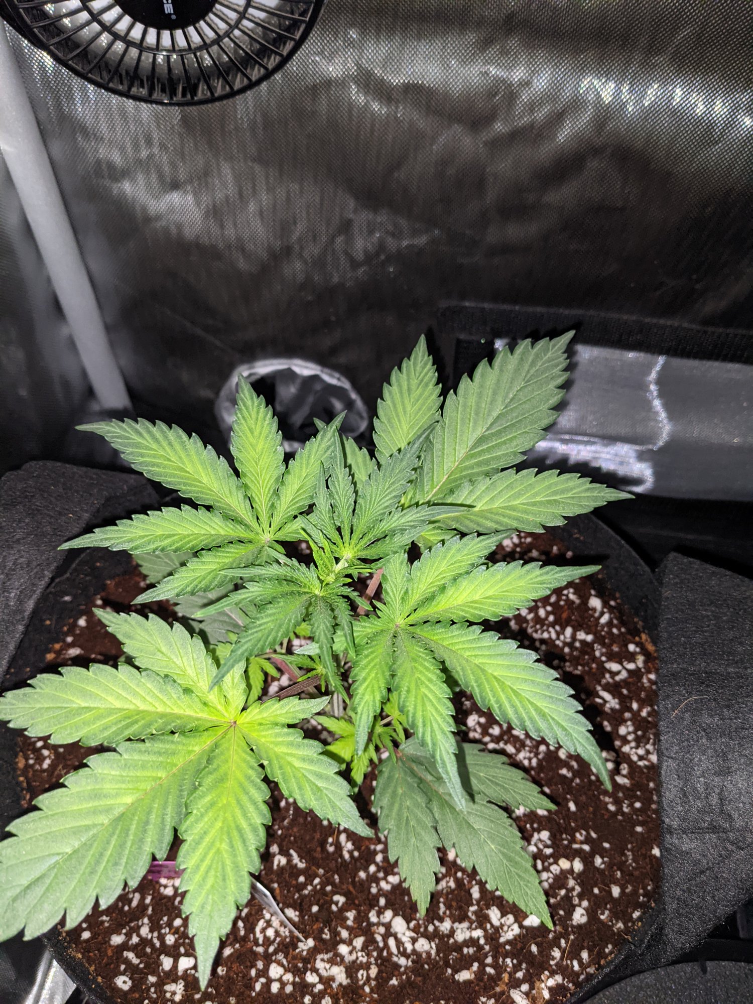 Yellowing issues with my autoflower girls 4