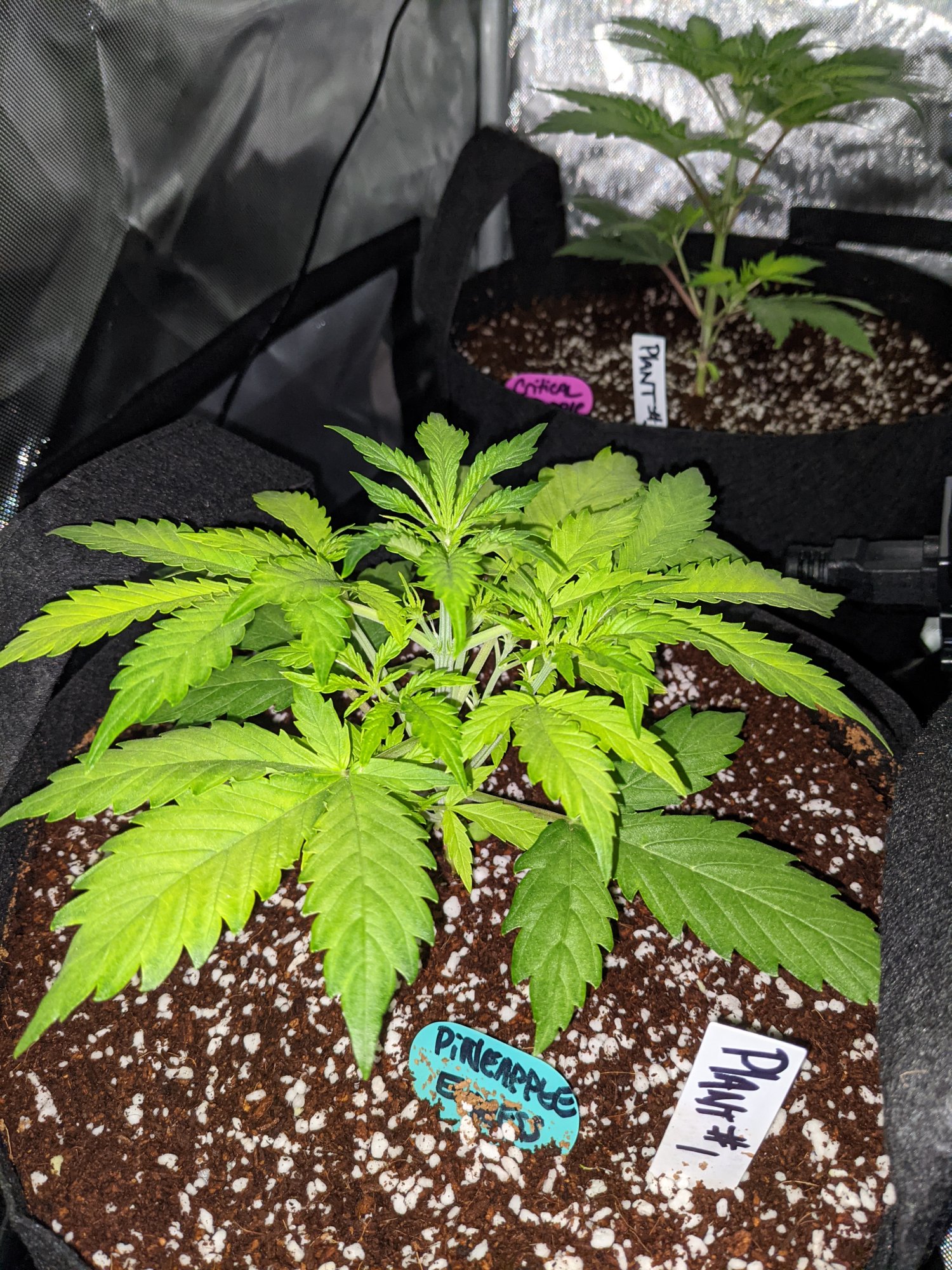 Yellowing issues with my autoflower girls 5