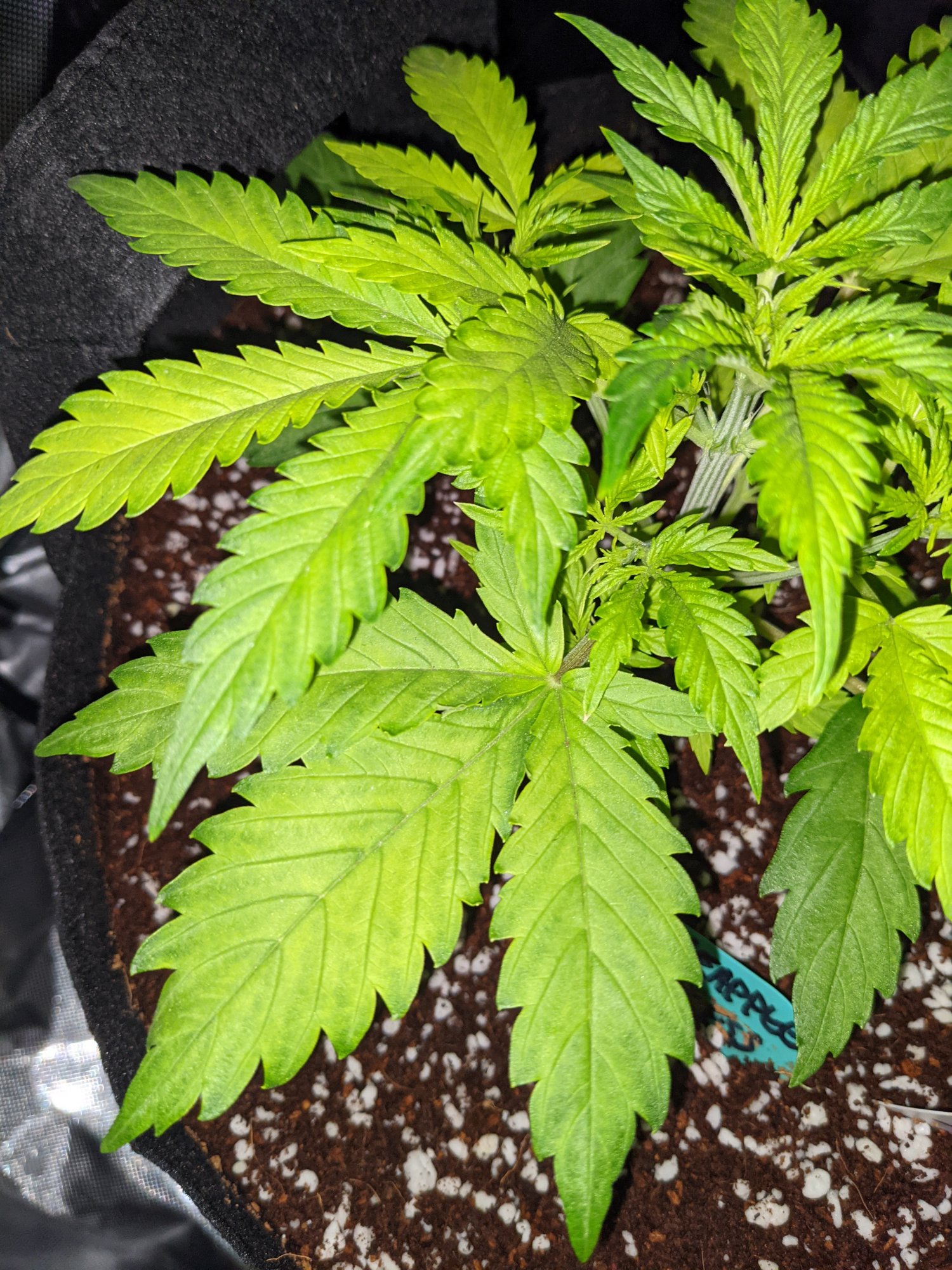 Yellowing issues with my autoflower girls 6