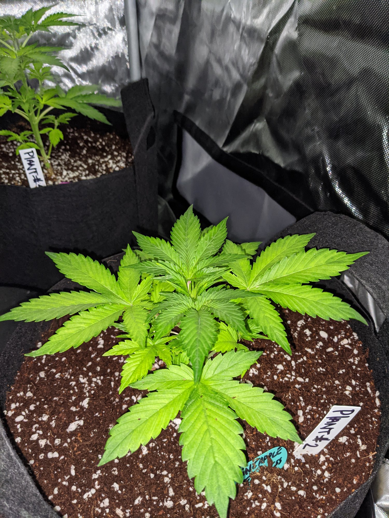 Yellowing issues with my autoflower girls 7