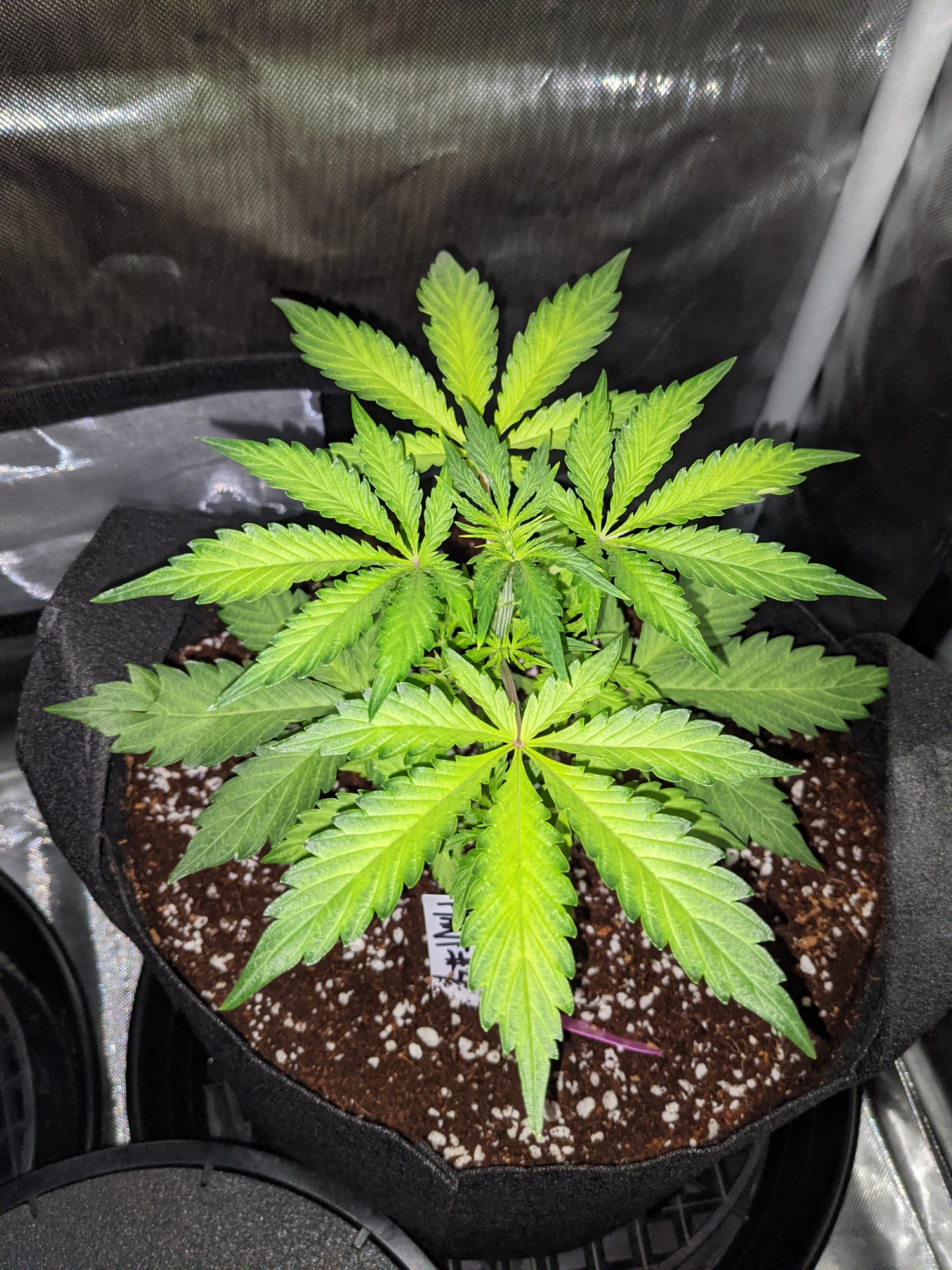 Yellowing issues with my autoflower girls 8