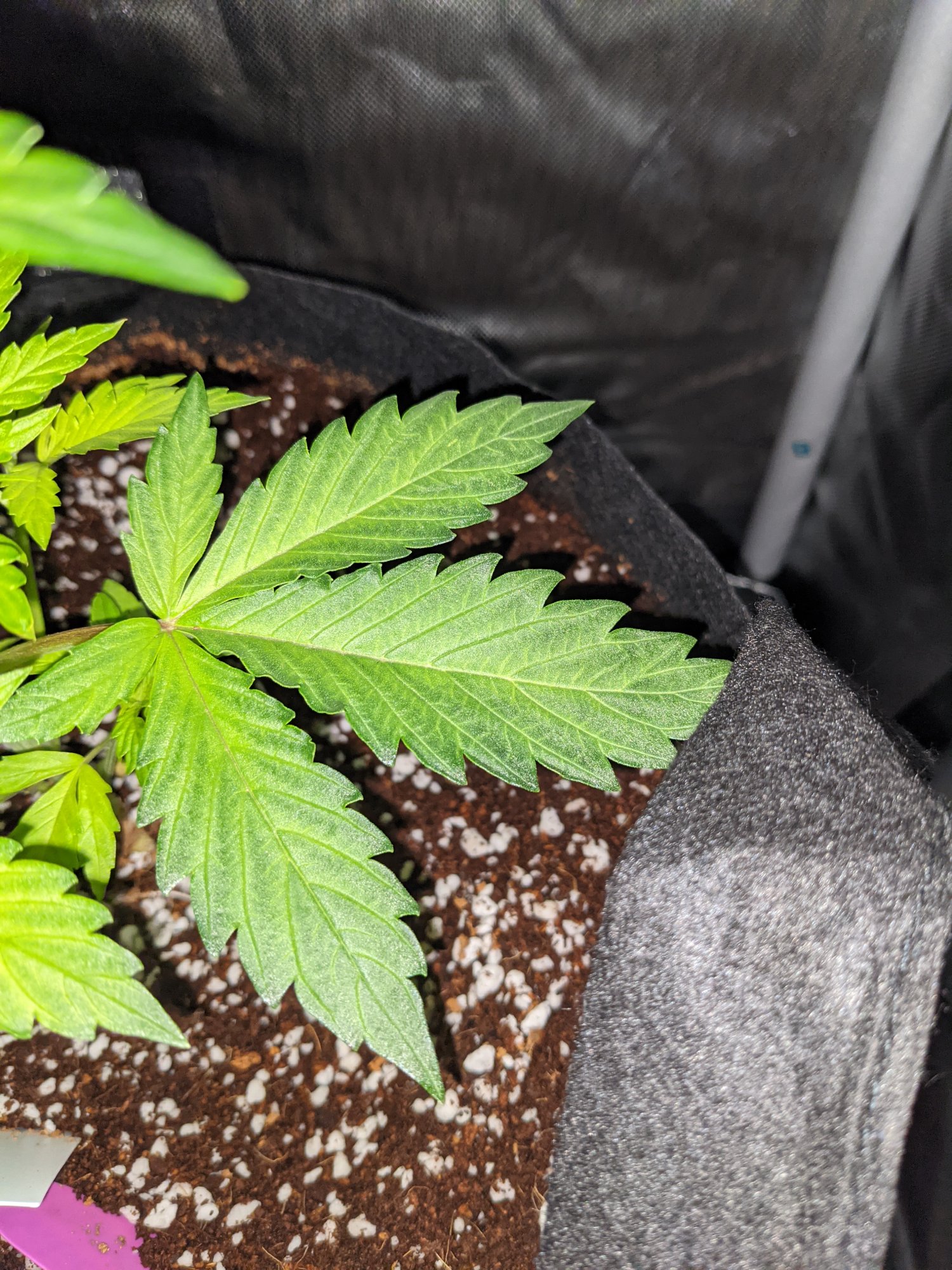 Yellowing issues with my autoflower girls 9