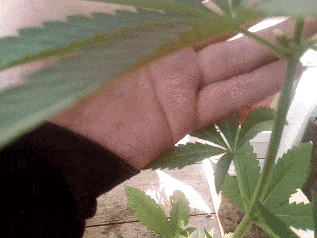 Yellowing leaf also sexing question 2