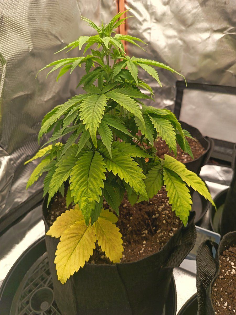 Yellowing leaves again please help 3